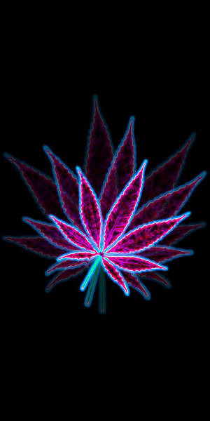 霓虹發光大麻葉，帶有洋紅色和青色輪廓，黑色背景