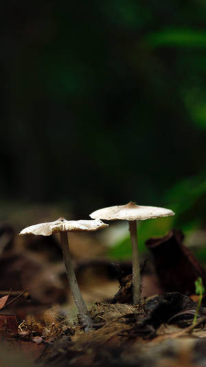 森林中落葉間生長的兩朵小蘑菇。