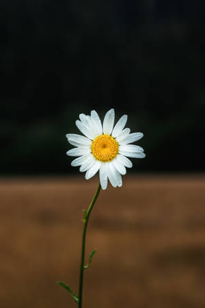 一朵白色花瓣、黃色花心的雛菊花，佇立在田野中。 — 雛菊 壁紙