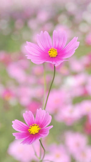 在柔和焦點的田野中，兩朵帶有黃色花心的粉紅大波斯菊。