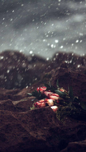 凋謝的粉紅玫瑰躺在泥濘的地面上，雨水落下。