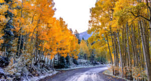 蜿蜒的道路穿過白雪覆蓋的白楊林，金黃的樹葉和遠山。 — 道路 壁紙