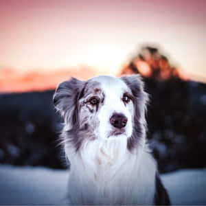一隻毛茸茸嘅梅爾邊境牧羊犬坐喺雪地，後面係日落時分嘅山脈。