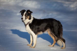 黑白邊境牧羊犬站在雪地上，背景是藍天 — 黑白 壁紙