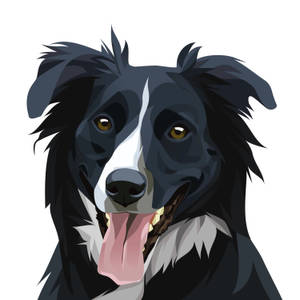 快樂的黑白邊境牧羊犬伸出舌頭看著觀眾