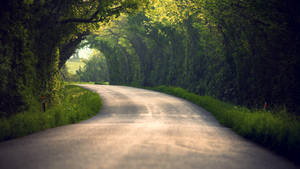 一條蜿蜒的道路被綠色樹冠遮蔽，陽光透過樹冠灑落。