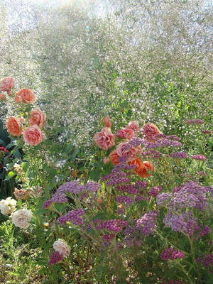 一個陽光明媚的花園，充滿了粉紅玫瑰、紫色西洋蓍草和白色滿天星花朵。