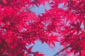 秋天晴朗藍天下的鮮豔紅色楓葉。