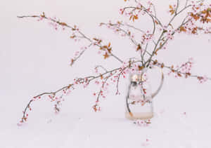 白色表面上玻璃壺中的粉紅櫻花枝。