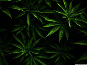 黑色背景下發光的綠色大麻葉特寫。