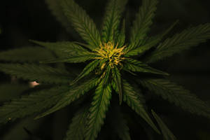 在黑暗環境中，具有綠色葉子和黃色中心的大麻植物