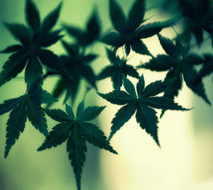 在柔和發光背景下的剪影楓葉。
