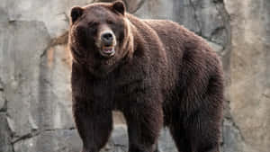 一隻大棕熊站在岩石牆前。 — 動物 壁紙
