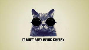 一隻灰色貓咪戴著圓形黑色太陽眼鏡，文字寫著「IT AIN'T EASY BEING CHEESY」。 — 搞笑貓 壁紙