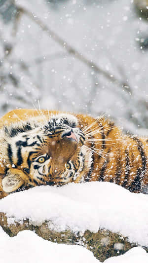 一隻老虎躺在雪中，雪花飄落在周圍。