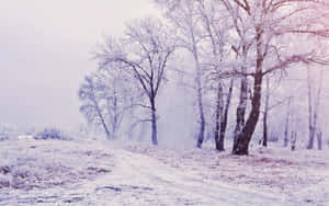 白雪覆蓋的冬日小徑，兩旁是結霜的樹木，天空朦朧。 — 夢境 GIF 壁紙