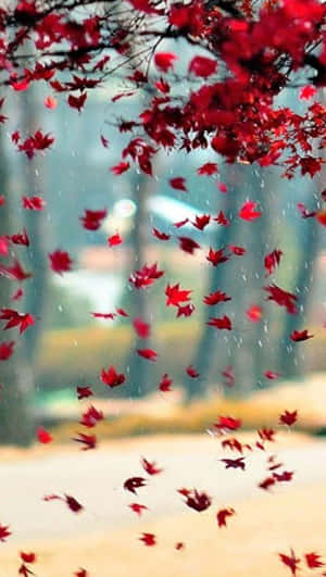紅楓葉在雨中飄落，背景是模糊的森林。