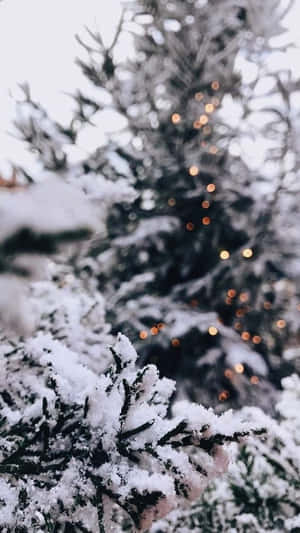 白雪覆蓋的松樹枝條特寫，背景有溫暖發光的燈光。