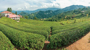 梯田山丘上的茶樹叢，山谷中有紅頂房屋。
