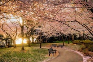 粉紅櫻花樹在日落時分框出公園小徑和長椅。