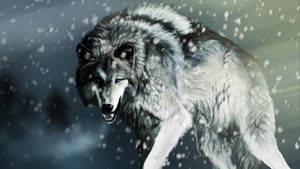 一隻灰狼在冬天的雪地森林中行走。 — 狼 壁紙