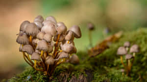 在長滿苔蘚的森林地面上生長的一簇小棕色蘑菇