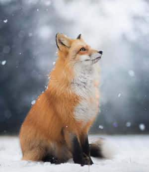 冬天時紅狐坐在雪中，雪花飄落。