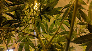 室內種植室中種植燈下的大麻植物特寫。