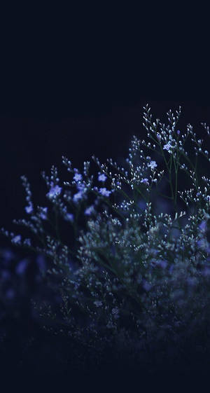 滿天星花朵在深藍夜空中柔和發光 — 深色花卉 壁紙