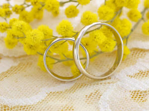 兩枚銀色結婚戒指藏在蕾絲上的黃色含羞草花中。