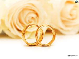 白色表面上兩枚金色結婚戒指，背景有奶油色玫瑰。 — 4:3 壁紙