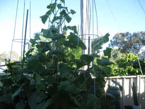 黃瓜植物在陽光充足的後院花園的棚架上生長。