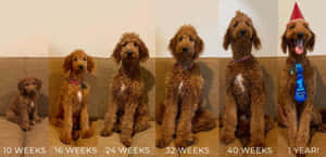 一隻紅色貴賓犬幼犬從10週大到1歲的成長過程，以六張在沙發上的照片展示。 — 金毛尋回犬 BB GIF 壁紙