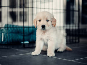 毛茸茸的金毛尋回犬幼犬坐在黑色鐵絲籠內的瓷磚地板上。