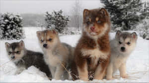 雪中的四隻哈士奇幼犬，藍色眼睛看著相機 — 金毛尋回犬 BB GIF 壁紙