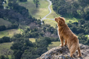 金毛尋回犬在懸崖邊緣凝視著蜿蜒穿過綠色山丘的道路。