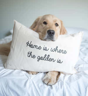 金毛尋回犬喺床上休息，枕頭寫住 home is where the golden is。 — 金毛尋回犬 BB GIF 壁紙