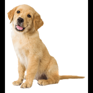 金毛幼犬坐姿