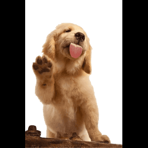 金毛幼犬揮手