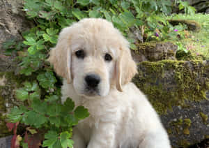 毛茸茸的金毛尋回犬幼犬坐在綠色植物和長滿苔蘚的岩石之間。