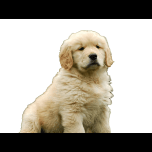 金毛幼犬肖像