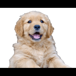 金毛幼犬開心微笑