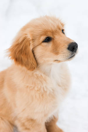 毛茸茸的金毛尋回犬幼犬坐在雪中，若有所思地望向旁邊。