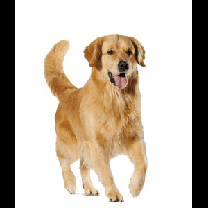 金毛犬站立吐舌青綠背景