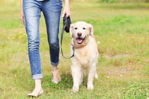 人在草地上遛一隻繫著狗帶的快樂金毛尋回犬。