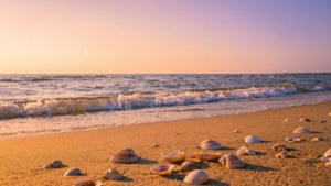 沙灘上的貝殼在金色夕陽下，伴隨著溫柔的海浪