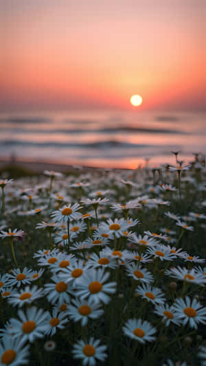 白色雛菊帶黃色花心在粉橙色日落前盛開，日落映照在平靜的海浪上。