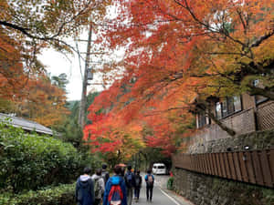 人們在狹窄的道路上，走在紅色和橙色秋葉的樹冠下。