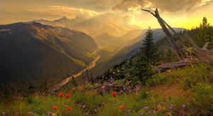 夕陽下的山谷，有野花和森林 — 夏日氣息 壁紙