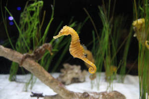 一隻金色海馬喺水族箱中喺綠色水草同漂流木附近游水。 — 水族箱 壁紙